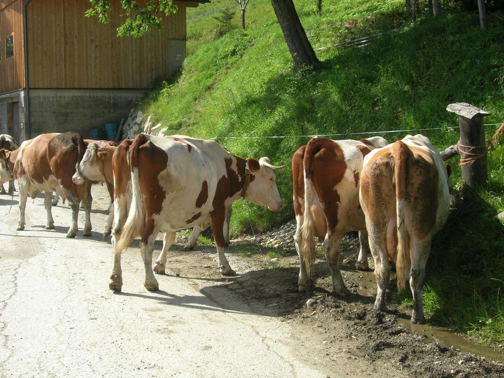 Bio-Bergbauernhof Moeslhof Apartment Aigen im Ennstal Ruang foto